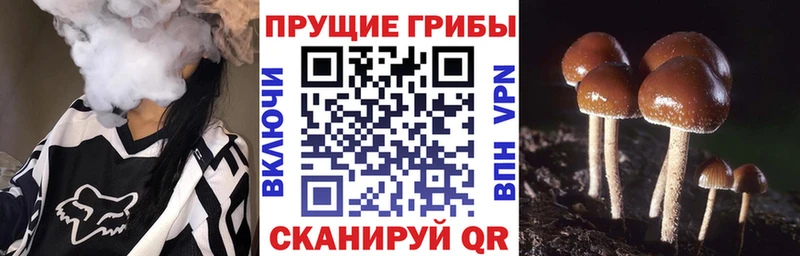 Псилоцибиновые грибы ЛСД  Старица 